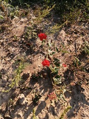 Nyctaginia capitata
