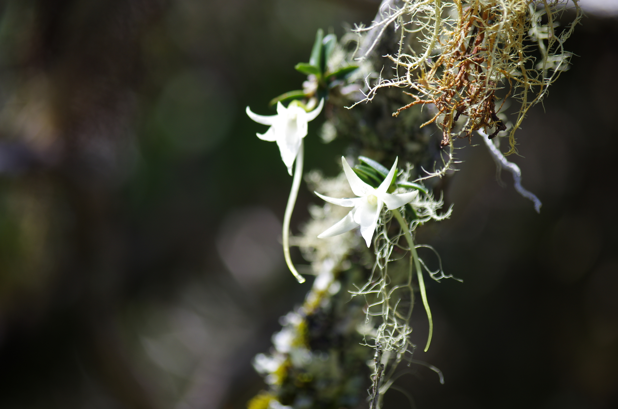 Angraecum dryadum Schltr. 2