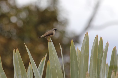 Madagascar Mannikin (Lepidopygia nana), photo 9