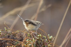 Cisticola cherina