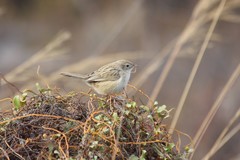 Cisticola cherina