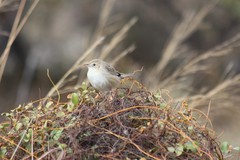 Cisticola cherina