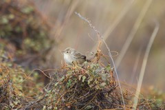 Cisticola cherina