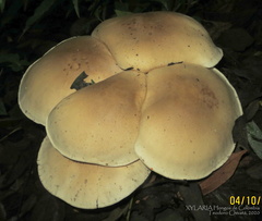 Macrocybe titans