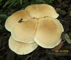 Macrocybe titans