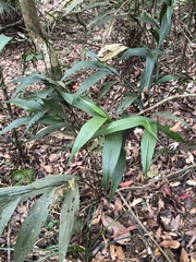 Tropidia curculigoides