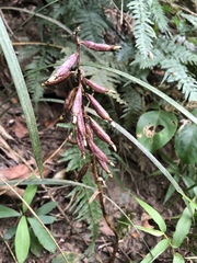 Aphyllorchis montana