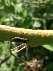 Homalodisca vitripennis