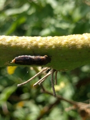 Homalodisca vitripennis