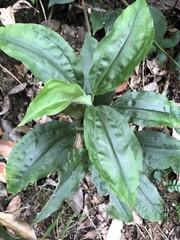 Goodyera rubicunda