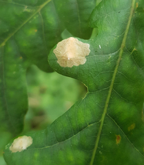 Tischeria ekebladella