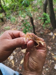 Pseudothelphusa dugesi