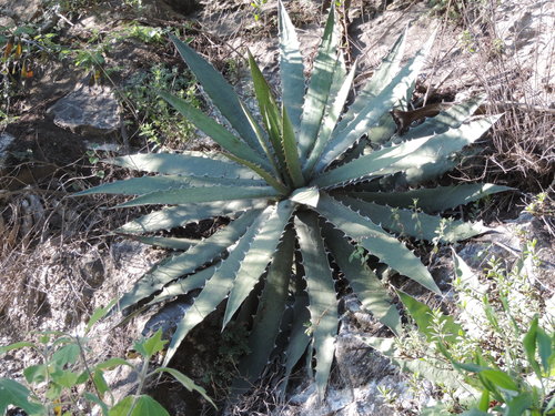Agave xylonacantha