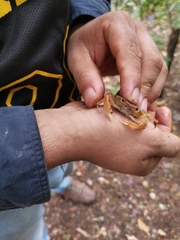 Pseudothelphusa dugesi