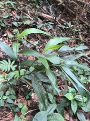 Tropidia curculigoides