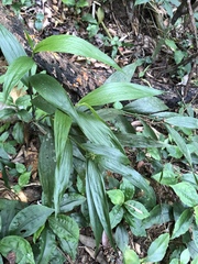 Tropidia curculigoides