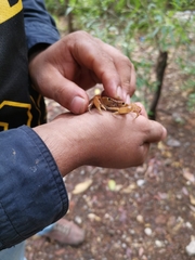 Pseudothelphusa dugesi