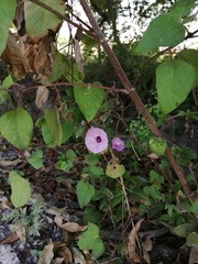 Ipomoea