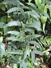 Smilax riparia