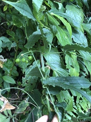Smilax riparia
