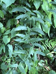 Smilax riparia