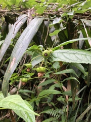 Cyclocodon lancifolius