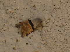 Cobubatha lixiva