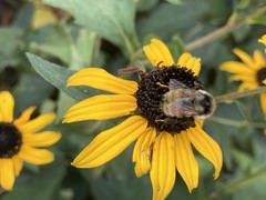 Bombus ternarius