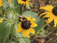 Bombus ternarius