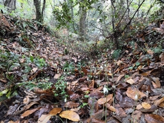 Galanthus reginae-olgae