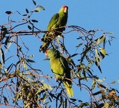 Amazona viridigenalis
