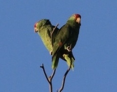 Amazona viridigenalis