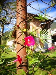 Ipomoea × multifida