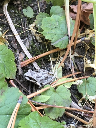 iNaturalist observation photo of Pacific chorus frog