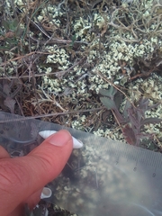 Brephulopsis cylindrica