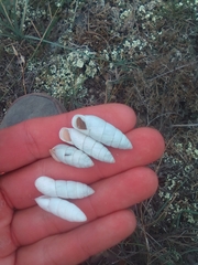 Brephulopsis cylindrica