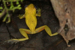Dendropsophus carnifex