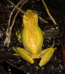 Dendropsophus carnifex