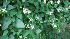 Clematis
