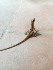 Anolis schiedii