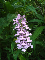 Platanthera peramoena