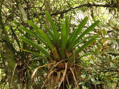 Tillandsia denudata