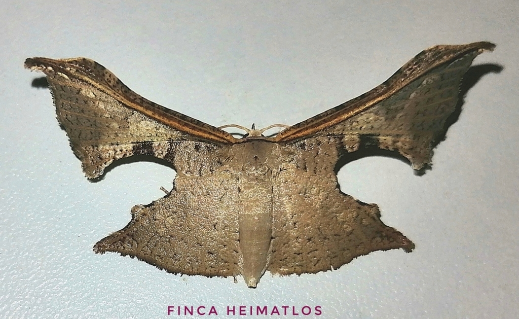 Orneostoma subpulchra