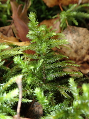 Hylocomiadelphus triquetrus