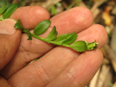 Baccharis bogotensis