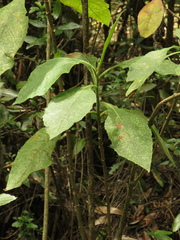 Verbesina crassiramea