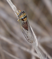 Diceroprocta delicata