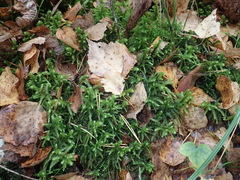 Hylocomiadelphus triquetrus