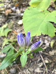 Gentiana austromontana