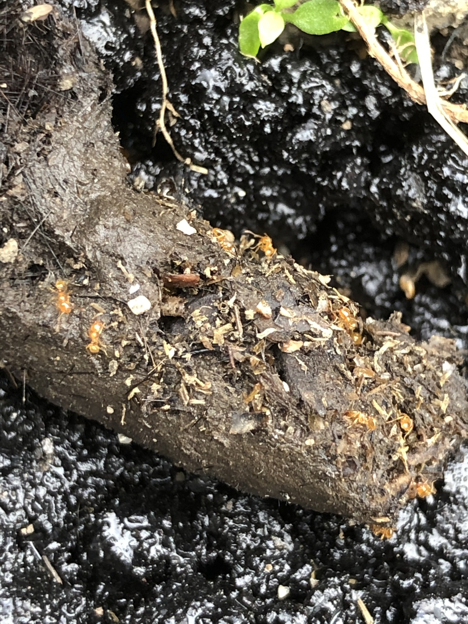 Solenopsis molesta